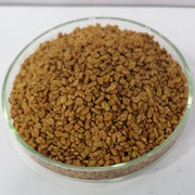 Fenugreek 